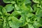 Close up of fresh garden lettuce Lactuca sativa in mother soil