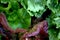 Close up of fresh garden lettuce Lactuca sativa in mother soil