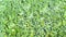 Close up of fresh green broccoli with water drops on Wooden Chopping Board.