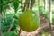 Close up of fresh green calabash fruit background