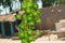 Close up of fresh green Cordia myxa gunda gumberry fruit