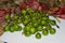 Close up of fresh green Cordia myxa gunda gumberry fruit