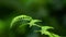 Close up of fresh green fern leaves moving in the wind, Fresh green spring background