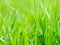 Close up of fresh green grass in the early morning. Tranquil calm closeup plants macro wallpaper. Beautiful screensaver