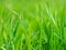 Close up of fresh green grass in the early morning. Tranquil calm closeup plants macro wallpaper. Beautiful screensaver