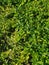 Close-up of fresh green hedge