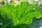 Close-up of fresh green leaf of healthy savoy cabbage.