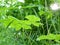 Close up of Fresh Green Leaves of Aquilegia Columbine Plants on
