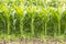 Close-up of fresh green leaves of corn plants.