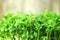 Close-up of fresh green leaves of cress seedlings