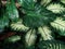 Close-Up of Fresh Green Leaves drenched in rain