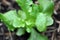 Close up of fresh green loose leaf Lettuce seedling
