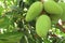 Close up of fresh green mangoes on tree in the garden