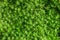 Close-up of a fresh green moss Bryophyte as a green background