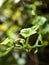 Close-Up Of Fresh Green Plant with curly shoots