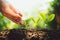 Close-Up Of Fresh Green Plant Growing,Tree Growth Steps In nature And beautiful morning lighting