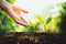 Close-Up Of Fresh Green Plant Growing,Tree Growth Steps In nature And beautiful morning lighting