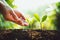 Close-Up Of Fresh Green Plant Growing,Tree Growth Steps In nature And beautiful morning lighting