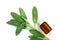 Close up fresh green sage herb leaf with a bottle of essential oil on white background , herb essence concept