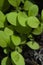 Close up of fresh green seedlings lit by sunlight, growing in compost