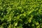 Close-up of fresh green Soybean field hills, waves with beautiful sky