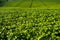 Close-up of fresh green Soybean field hills, waves with beautiful sky