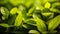 Close up of fresh green tea leaves growing in the field. Macro shot. Close-up of growing new tea plant. Shallow depth of field.