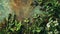 Close up of fresh herbs.