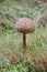 Close Up of a fresh intact Large Parasol Mushroom, Macrolepiota procera