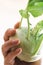 Close up of fresh kohlrabi holding by hand