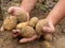 Close-up of fresh large potatoes dug out of the ground in men`s hands. The concept of harvesting. A fruitful year. Selective focu