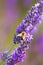 Close-up of fresh lavender