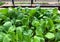 Close up of fresh leafy produce growing in community allotment garden in HDB heartland. This residential urban farm is popular