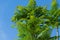 Close-up fresh leaves Jacaranda Jacaranda mimosifolia trees in Public landscape park `Krasnodar` or `Galitsky park`