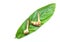 Close up fresh lemongrass, galangal, Galangal leaves thai food herbs