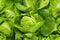 Close up of fresh lettuce , top view, seamless pattern. Generative Ai