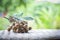 Close-Up Of Fresh Longan On Table