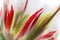 Close-up of fresh lush white transparent tulip petals with red and light green details and streaks