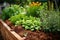 close-up of fresh medicinal herbs in garden bed