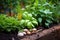 close-up of fresh medicinal herbs in garden bed