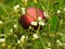 Close-up fresh mistletoe red bauble Christmas