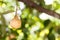 Close-up of fresh nutmeg mace seed being dried under sun