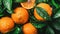 Close up of fresh orange fruit with dew drops on tree, ideal as wide banner with copy space