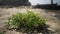 Close up of fresh organic farmed seaweed on beach in Indonesia after harvest