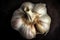Close-up of fresh organic garlic on a black background