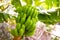 Close-Up Of Fresh Organic Green Banana`s Bunch