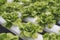 Close up fresh organic hydroponic vegetable plantation produce green salad hydroponic cultivate farm. Green oak lettuce salad in