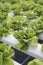 Close up fresh organic hydroponic vegetable plantation produce green salad hydroponic cultivate farm. Green oak lettuce salad in