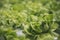 Close up fresh organic hydroponic vegetable plantation produce green salad hydroponic cultivate farm. Green oak lettuce salad in