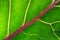 Close up of fresh organic kohlrabi leaf